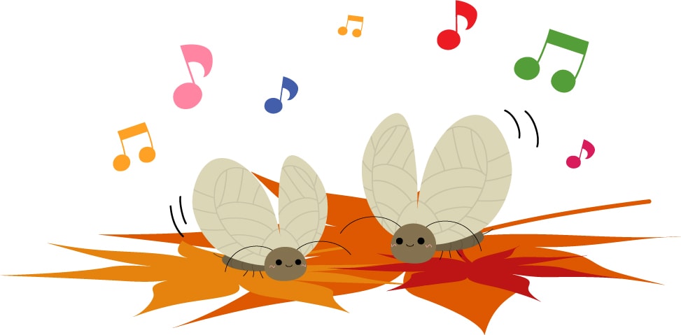 コオロギ 鈴虫 松虫の見分け方は 見た目や鳴き声の違いは いろイロmemo
